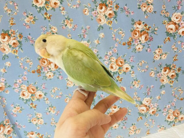 コザクラインコ（小桜インコ）