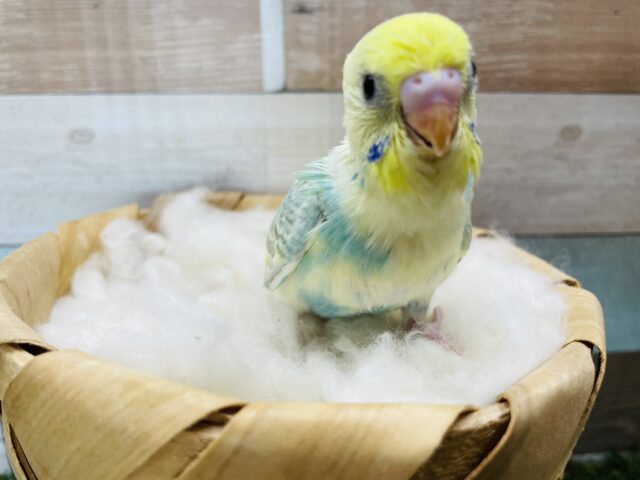 セキセイインコ