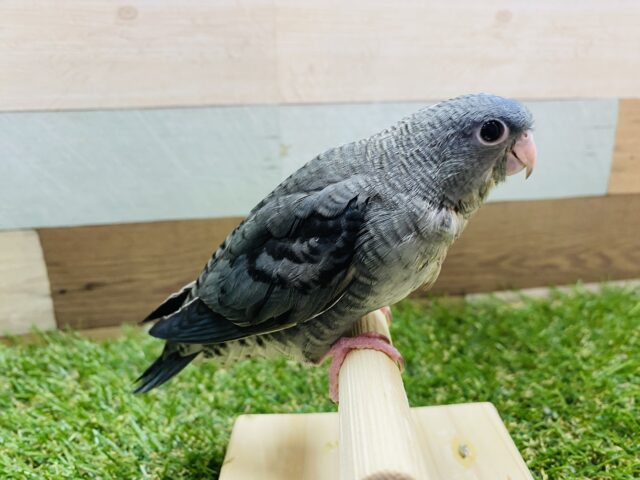 サザナミインコ