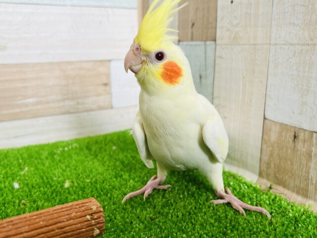 オカメインコ