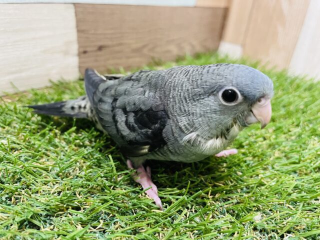 サザナミインコ