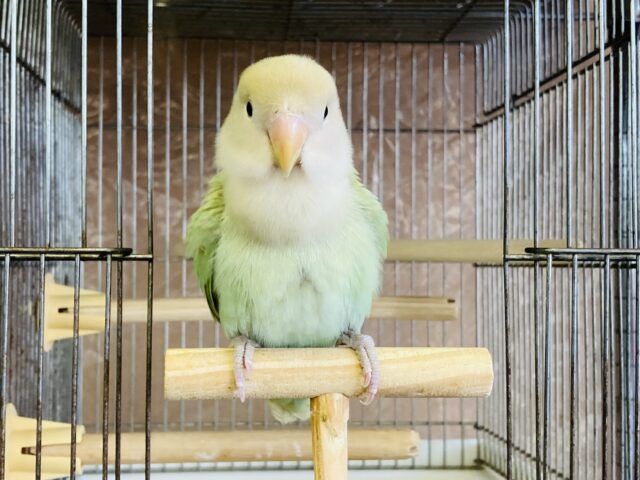 コザクラインコ（小桜インコ）