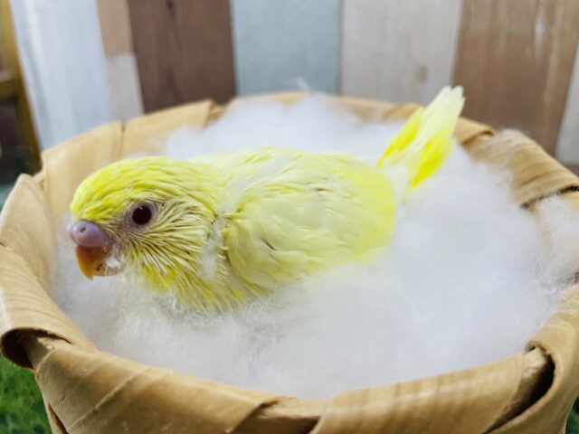 セキセイインコ