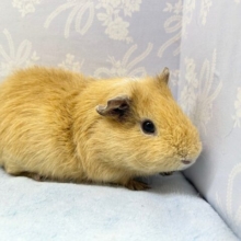 瞬足‼️テディモルモット男の子 2022年12月生まれ