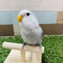 最新画像あります☆☆グレーのかっこいいお色のコ！！コザクラインコのモーブパイド！