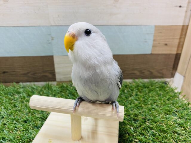 最新画像あります☆☆グレーのかっこいいお色のコ！！コザクラインコのモーブパイド！