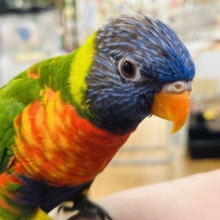 【最新画像更新🪄ベタ慣れ♡おしゃべりします！】遊ぶ気しかありません～　楽し気な☆　ゴシキセイガイインコ～～