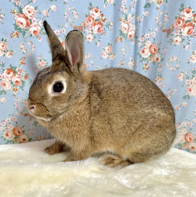 ネザーランドドワーフ