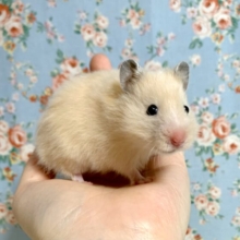 ロングコートハムスター　キンクマカラー‪🧡‬‪｡＋°