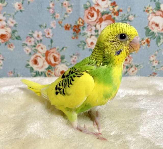 セキセイインコ イエローパイド 💫🐥🍀