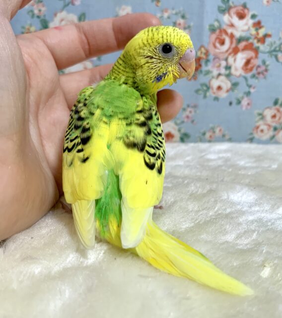 セキセイインコ