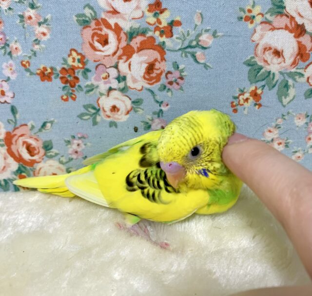 セキセイインコ イエローパイド 💫🐥🍀