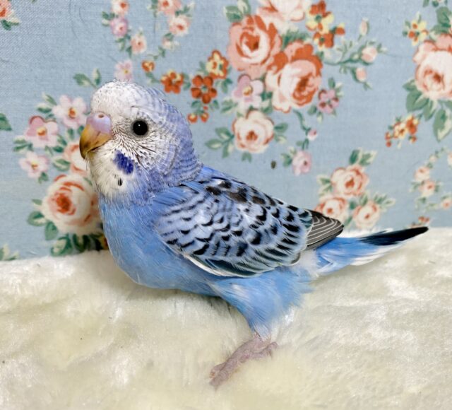 セキセイインコ ブルーオパーリン 💠🌿‬ ･*