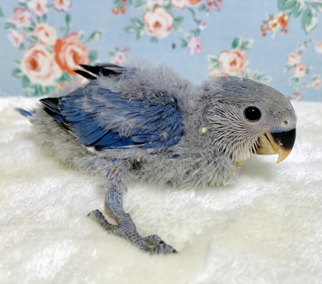 コザクラインコ（小桜インコ）