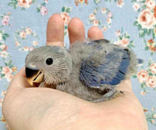 コザクラインコ（小桜インコ）