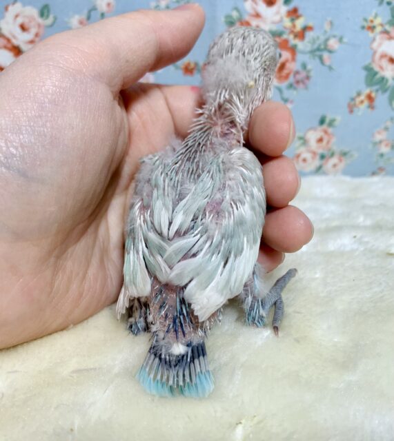 シロボタンインコ