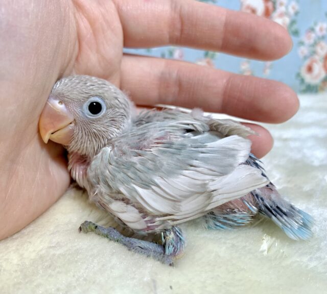 シロボタンインコ