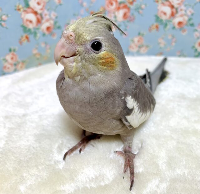 オカメインコ