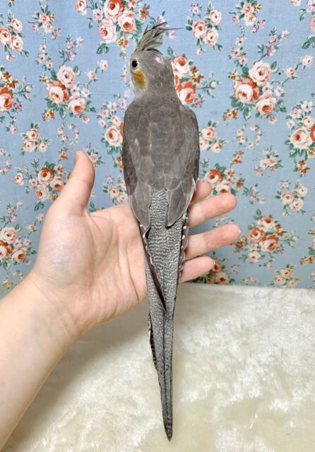 オカメインコ