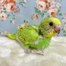 セキセイインコ  スパングル  💚🍀🍋 .*゜