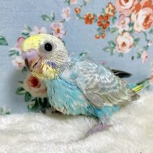 セキセイインコ  パステルレインボー   おめめぱちくりちゃん🩵✨️