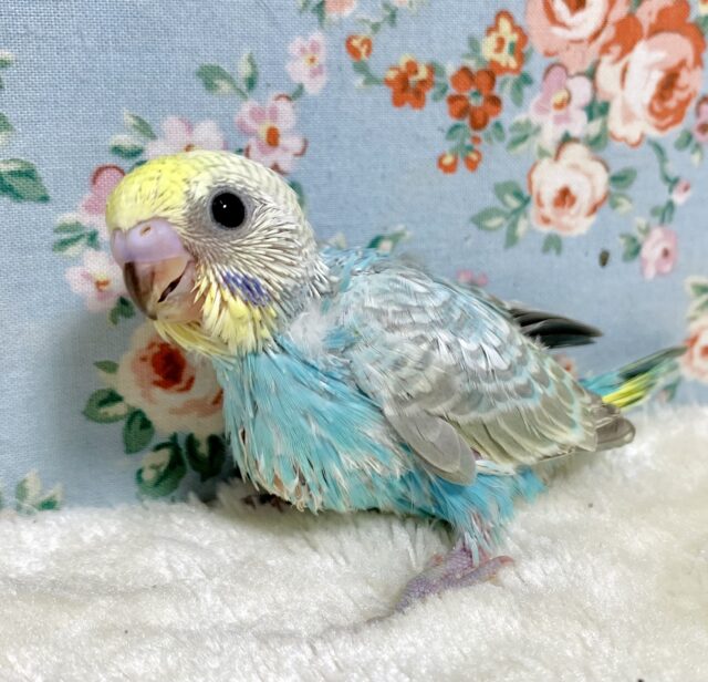 セキセイインコ パステルレインボー おめめぱちくりちゃん🩵✨️