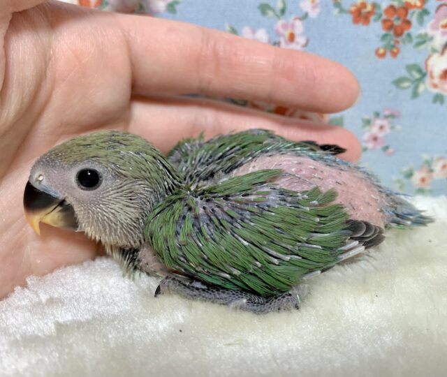 コザクラインコ（小桜インコ）