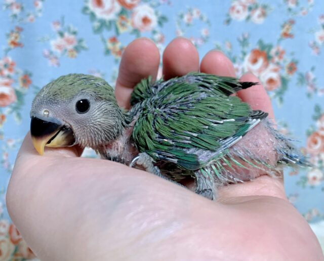 コザクラインコ（小桜インコ）