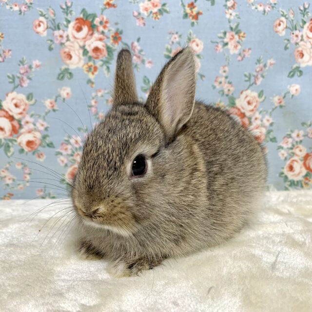 ネザーランドドワーフ