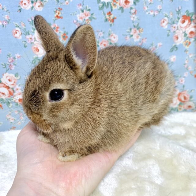 ネザーランドドワーフ