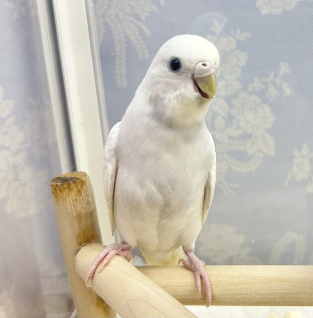真っ白🤍 セキセイインコ(ダブルファクター) 2023年3月生まれ