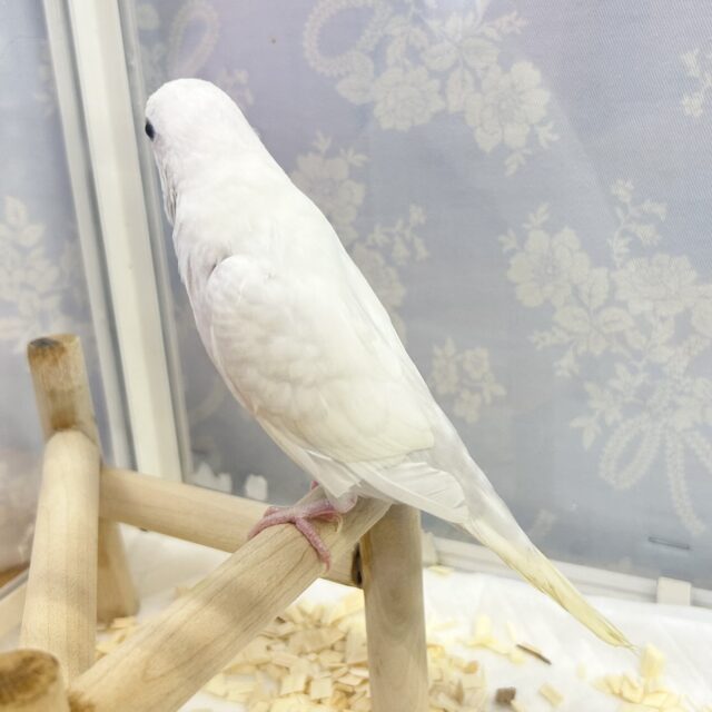 真っ白🤍 セキセイインコ(ダブルファクター) 2023年3月生まれ セキセイインコ