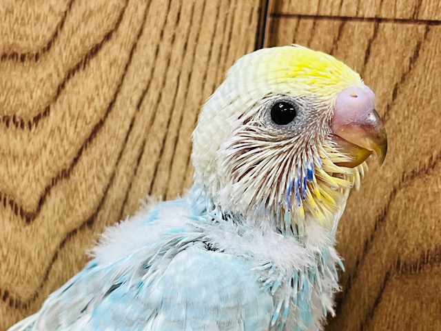 どんな子に成長するかな？☆セキセイインコ(レインボー) ヒナ