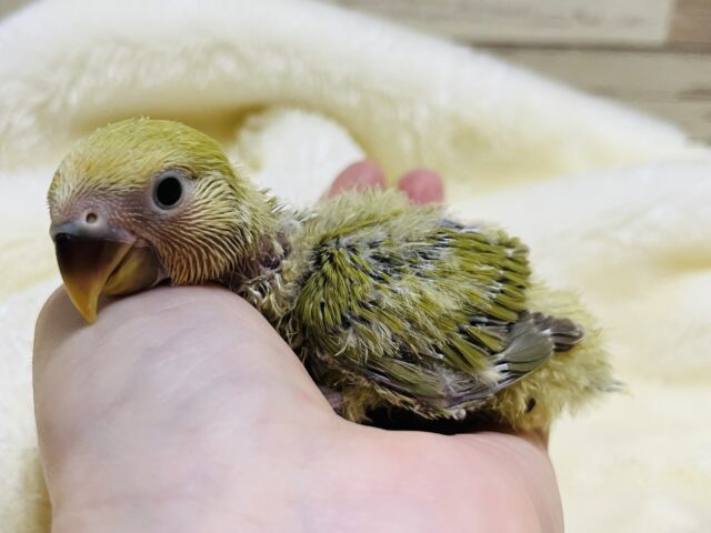 コザクラインコ（小桜インコ）