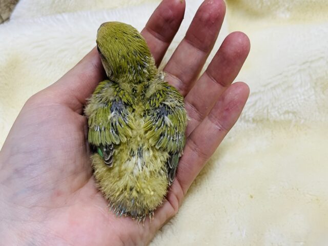 コザクラインコ（小桜インコ）