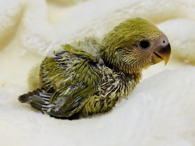 コザクラインコ（小桜インコ）