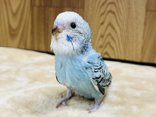 澄んだ瞳に釘付け！！！セキセイインコ(オパーリン) ヒナ