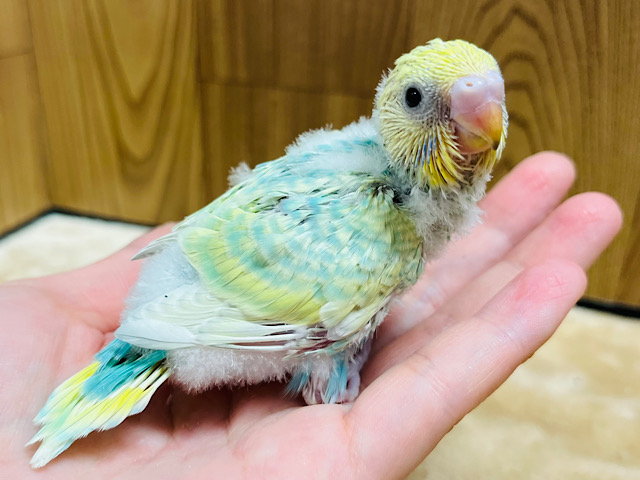 元気いっぱい！甘えんぼさん♡セキセイインコ(パステルレインボースパングル) ヒナ