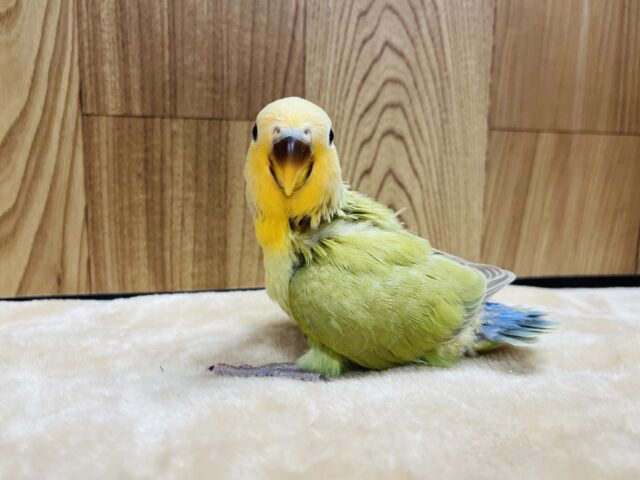 コザクラインコ（小桜インコ）