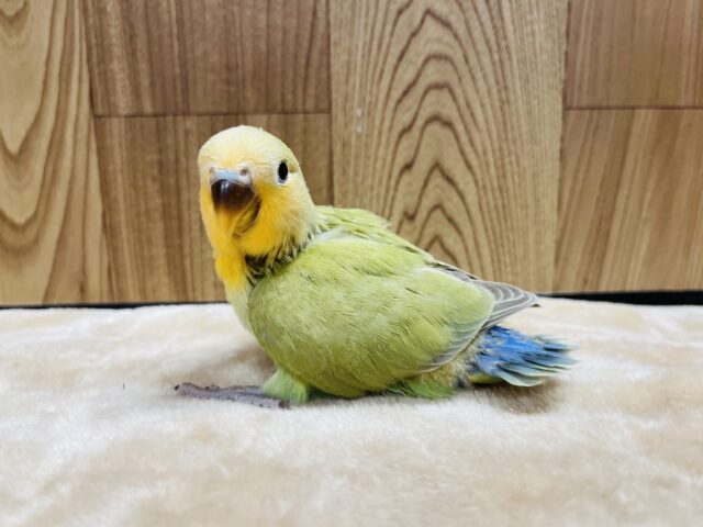 コザクラインコ（小桜インコ）