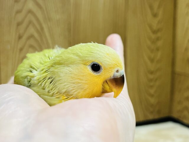 コザクラインコ（小桜インコ）