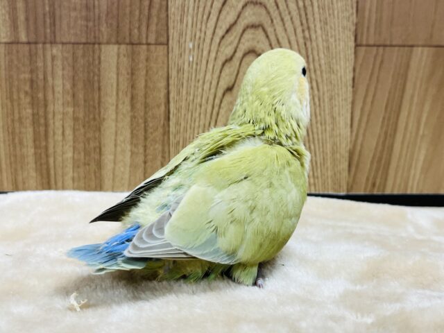 コザクラインコ（小桜インコ）