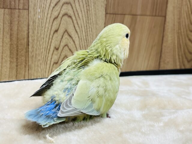 コザクラインコ（小桜インコ）