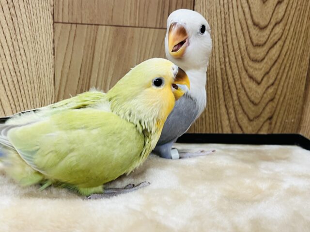 コザクラインコ（小桜インコ）