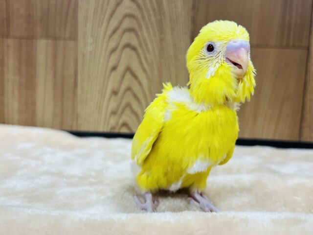 セキセイインコ