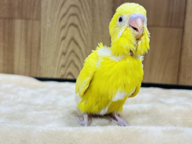 セキセイインコ