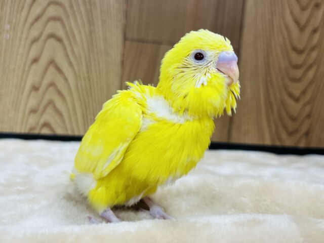 食欲なら負けません！！！セキセイインコ(ルチノー) ヒナ