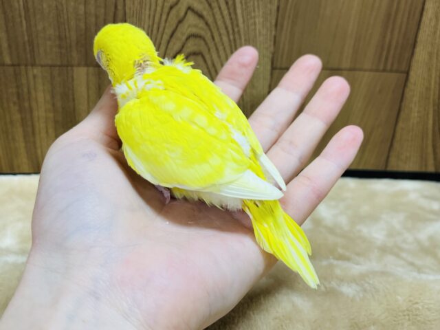 セキセイインコ