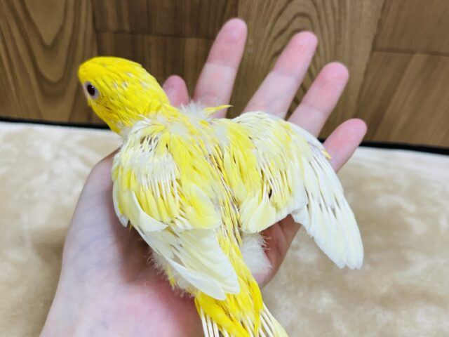 サザナミインコ