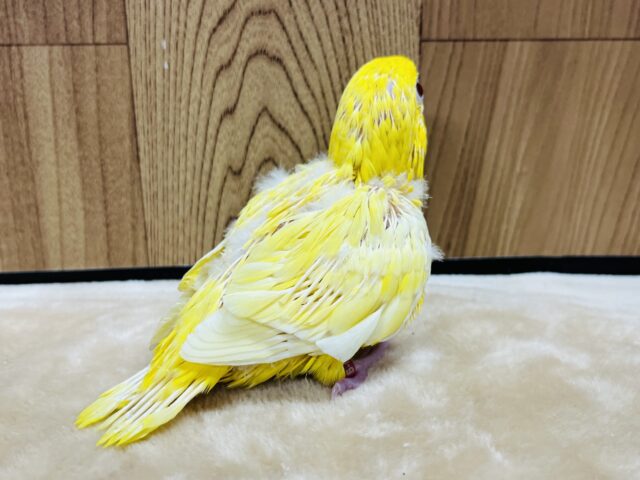 サザナミインコ